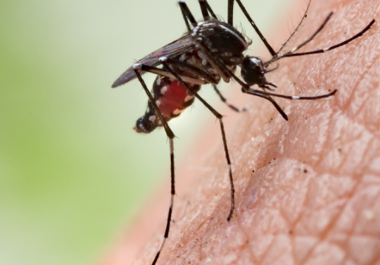 West Nile Virus Human Case Confirmed In Bay County