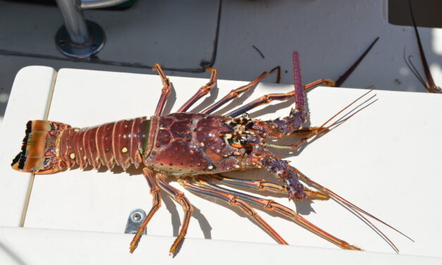 Get Ready for the Exciting 2023 Spiny Lobster Season in Florida!