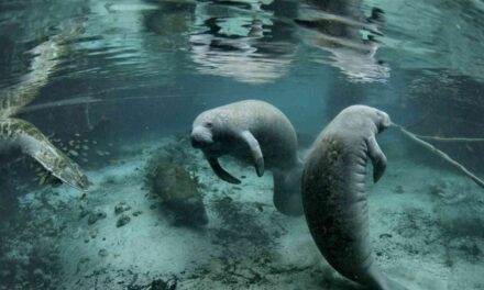 DeSantis Champions Florida’s Manatees with $50M Protection