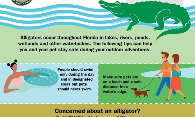 Florida Alligator Safety Guidelines