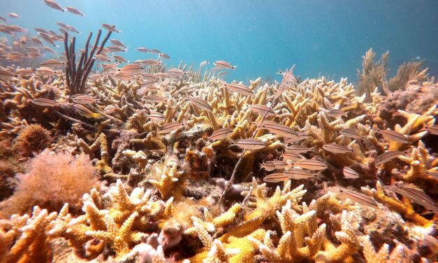 Florida’s Coral Reef Restoration Boost