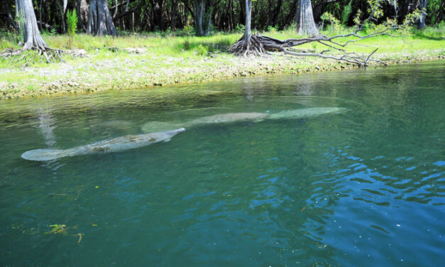 Protect Manatees: Go Slow