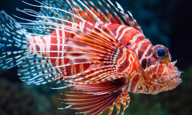 Join the Lionfish Hunt!