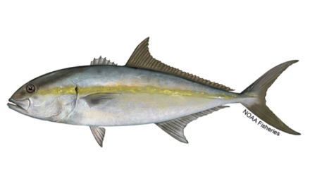 Gulf Amberjack Season Update