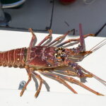 Get Ready for Spiny Lobster Season!