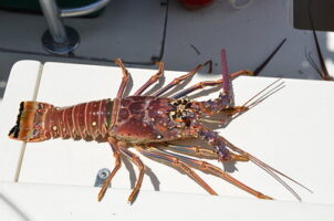 Get Ready for Spiny Lobster Season!