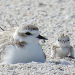 Protect Nesting Turtles & Birds