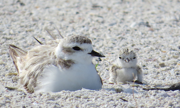 Protect Nesting Turtles & Birds