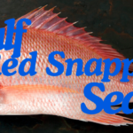 Gulf Red Snapper Fall Season