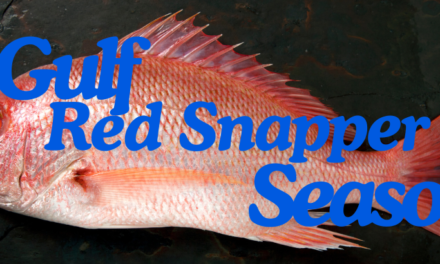 Gulf Red Snapper Fall Season