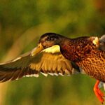 Get Your Waterfowl & Dove Permits