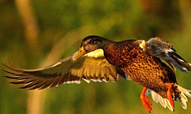 Get Your Waterfowl & Dove Permits