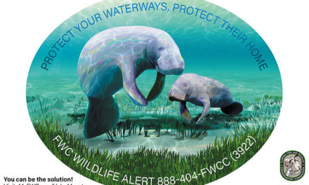 Florida Manatee and Sea Turtle Decals