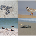 Beach Wildlife Safety