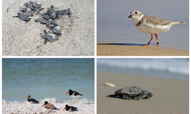 Beach Wildlife Safety