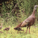 Florida Wild Turkey Sightings