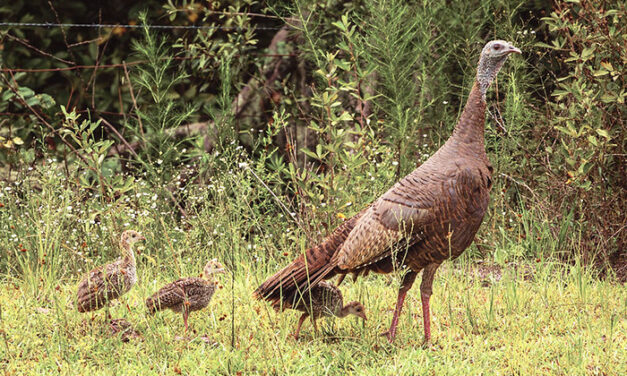 Florida Wild Turkey Sightings