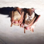 Bat-Proofing Your Home This Fall