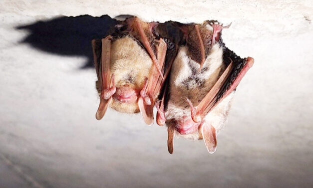 Bat-Proofing Your Home This Fall