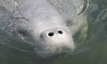 Manatees on the Move